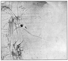 Common Spiders U.S. 172 by James Henry Emerton (1847 – 1931). Used under a Public domain license.