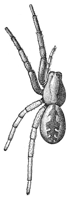 Common Spiders U.S. 173 by James Henry Emerton (1847 – 1931). Used under a Public domain license.