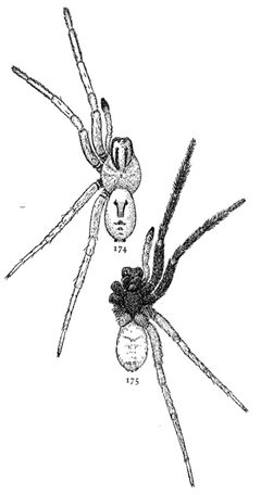 Common Spiders U.S. 174-5 by James Henry Emerton (1847 – 1931). Used under a Public domain license.