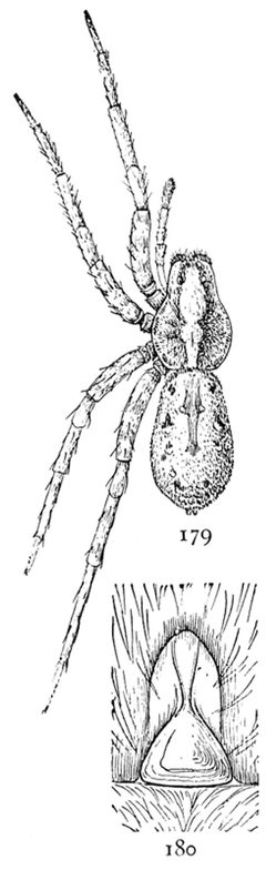 Common Spiders U.S. 179-80 by James Henry Emerton (1847 – 1931). Used under a Public domain license.