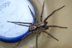 Gladicosa pulchra 1 by Patrick Edwin Moran. Used under a CC BY-SA 4.0 license.