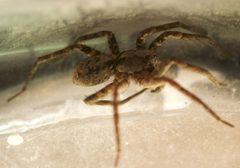 Gladicosa pulchra 2 by Patrick Edwin Moran. Used under a CC BY-SA 4.0 license.