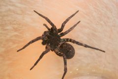 Hogna carolinensis PEM 0024 by Patrick Edwin Moran. Used under a CC BY-SA 3.0 license.