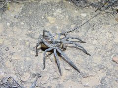 Hogna carolinensis female by alinamartin. Used under a CC BY 4.0 license.