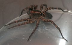 Hogna carolinensis female PEM by Patrick Edwin Moran. Used under a CC BY-SA 3.0 license.