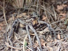 Hogna carolinensis female frontal by chilipossum. Used under a CC BY 4.0 license.