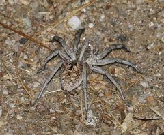 Hogna carolinensis female rear by wendybirdsbyrv. Used under a CC BY 4.0 license.