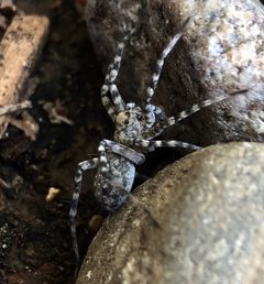 Pardosa atromedia Wolf Spider in landscaping by Wipferjr.n. Used under a CC BY-SA 4.0 license.