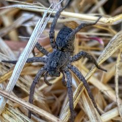 California Wolf Spider by Succulent54. Used under a CC BY 4.0 license.