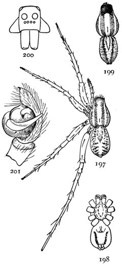 Common Spiders U.S. 197-201 by James Henry Emerton (1847 – 1931). Used under a Public domain license.