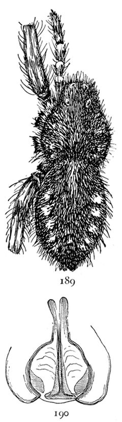Common Spiders U.S. 189-90 by James Henry Emerton (1847 – 1931). Used under a Public domain license.