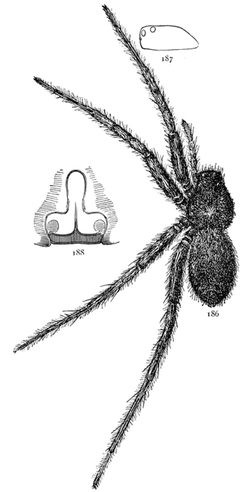 Common Spiders U.S. 186-8 by James Henry Emerton (1847 – 1931). Used under a Public domain license.