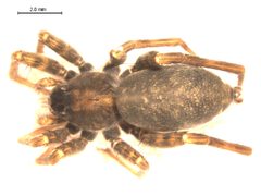 Pardosa lapidicina1 by Gergin Blagoev, Biodiversity Institute of Ontario. Used under a CC BY-SA 3.0 license.