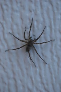 Pardosa mercurialis by KadenLikesMilk. Used under a CC BY-SA 4.0 license.