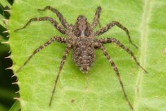 PardosaMilvina by Smidon33. Used under a CC BY-SA 3.0 license.