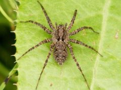 PardosaMilvina1 by Smidon33. Used under a CC BY-SA 3.0 license.