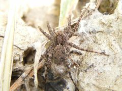 PardosaMilvina4 by Smidon33. Used under a CC BY-SA 3.0 license.