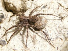 PardosaMilvina5 by Smidon33. Used under a CC BY-SA 3.0 license.