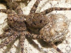 PardosaMilvina6 by Smidon33. Used under a CC BY-SA 3.0 license.