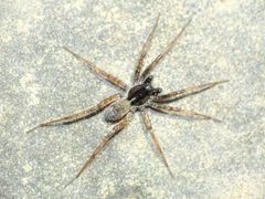 Pardosa moesta mosbo6 by Natthager. Used under a CC BY-SA 4.0 license.