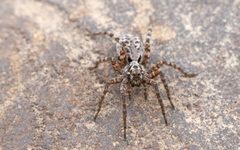 Wolf spider in Alaska by D. Sikes. Used under a CC BY-SA 2.0 license.