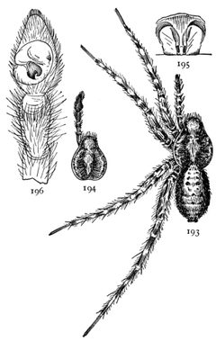 Common Spiders U.S. 193-6 by James Henry Emerton (1847 – 1931). Used under a Public domain license.