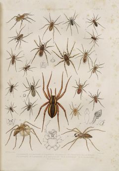 BlackwallSpidersPlateII by John Blackwall. Used under a Public domain license.