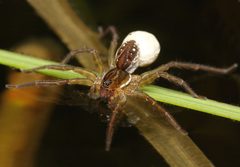 Flickr - Lukjonis - Spider - Pirata piraticus by Lukas Jonaitis from Vilnius, Lithuania. Used under a CC BY 2.0 license.
