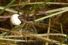 Pirata.piraticus.female.with.egg.sac by James K. Lindsey. Used under a CC BY-SA 3.0 license.