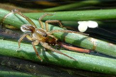 Pirata.piraticus.male by James K. Lindsey. Used under a CC BY-SA 3.0 license.