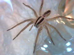 Rabidosa punctulatae by Patrick Edwin Moran. Used under a CC BY-SA 3.0 license.