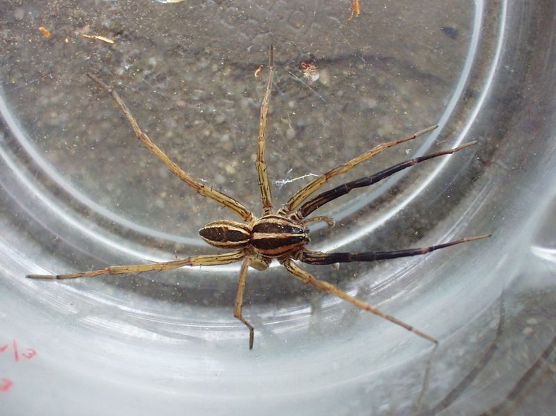 R Rabida Rabidosa rabida (Rabid Wolf Spider): Identification, Facts, and Taxonomy