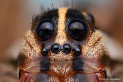 Rabidosa rabida - Flickr - Thomas Shahan 3 by Thomas Shahan. Used under a CC BY 2.0 license.