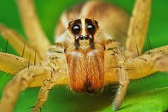 Rabidosa rabida female by Thomas Shahan. Used under a CC BY 2.0 license.