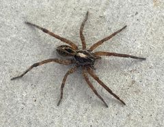 Schizocosa avida by Avery Wilson. Used under a CC BY 4.0 license.