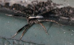 Shizocosa crassipes by Cody Hough. Used under a CC BY-SA 3.0 license.