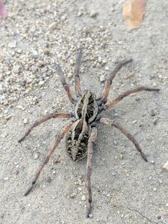 Schizocosa maxima by Alex Heyman. Used under a CC0 license.