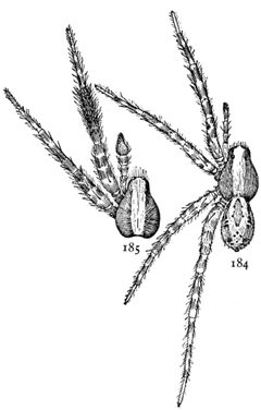 Common Spiders U.S. 184-5 by James Henry Emerton (1847 – 1931). Used under a Public domain license.