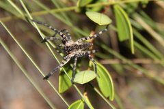 Sosippus placidus 56148906 by dee fairbanks. Used under a CC BY 4.0 license.