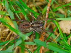 Tigrosa annexa 252511002 by Michelle. Used under a CC BY 4.0 license.