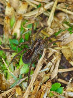 Tigrosa annexa 252511003 by Michelle. Used under a CC BY 4.0 license.