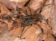 Tigrosa georgicola female by Marshal Hedin. Used under a CC BY-SA 2.0 license.