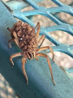 Tigrosa georgicola with Babies by Kai Medina (Mk170101). Used under a CC BY-SA 4.0 license.