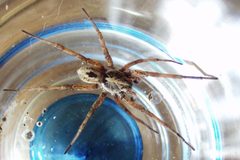 Tigrosa helluo by Patrick Edwin Moran. Used under a CC BY-SA 3.0 license.