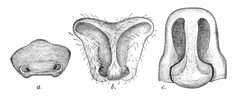 Epigynes1 by John Henry Comstock. Used under a Public domain license.