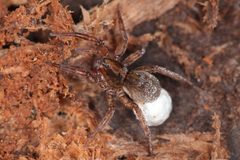 Erdwolfsspinne Trochosa terricola 1 by Holger Krisp. Used under a CC BY 4.0 license.
