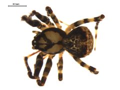 Ero canionis by Gergin Blagoev, Centre for Biodiversity Genomics. Used under a CC0 license.