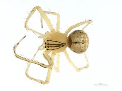 Mimetus epeiroides by CBG Photography Group, Centre for Biodiversity Genomics. Used under a CC0 license.