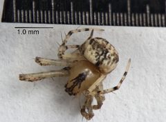Mimetus hesperus 1 by University of California, San Diego. Used under a CC BY-SA 3.0 license.
