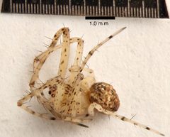 Mimetus hesperus 2 by University of California, San Diego. Used under a CC BY-SA 3.0 license.